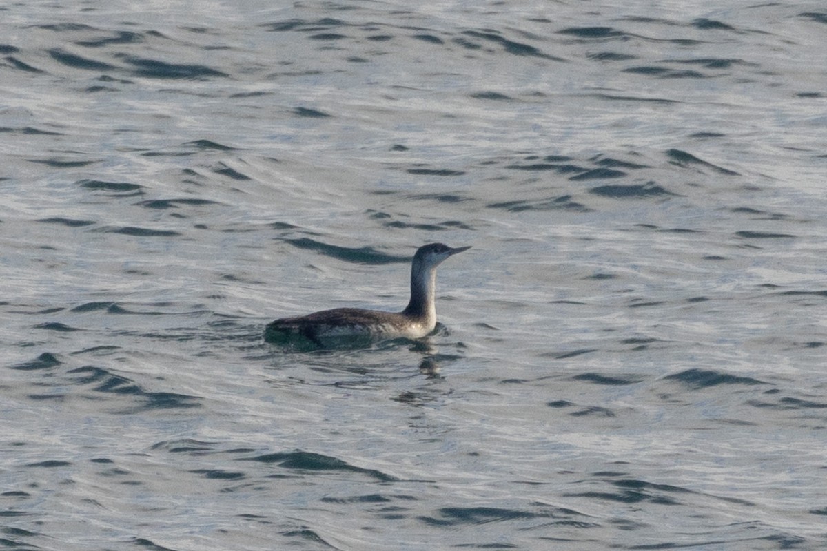 Red-throated Loon - ML614140359