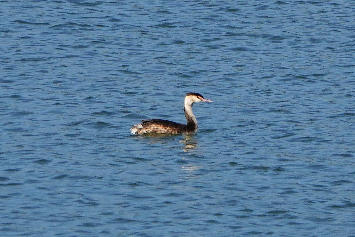 Great Crested Grebe - ML614140683