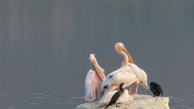 pelikán bílý - ML614140890