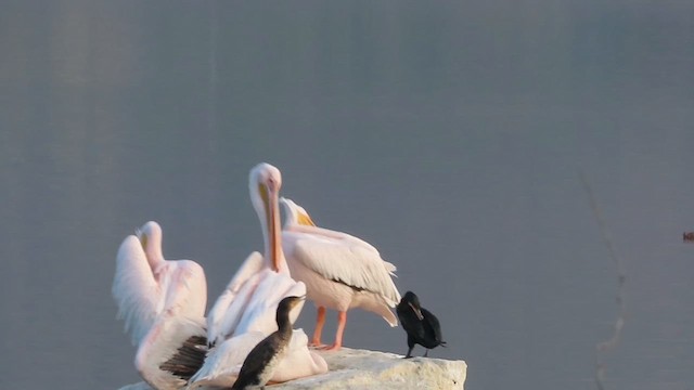 pelikán bílý - ML614140894