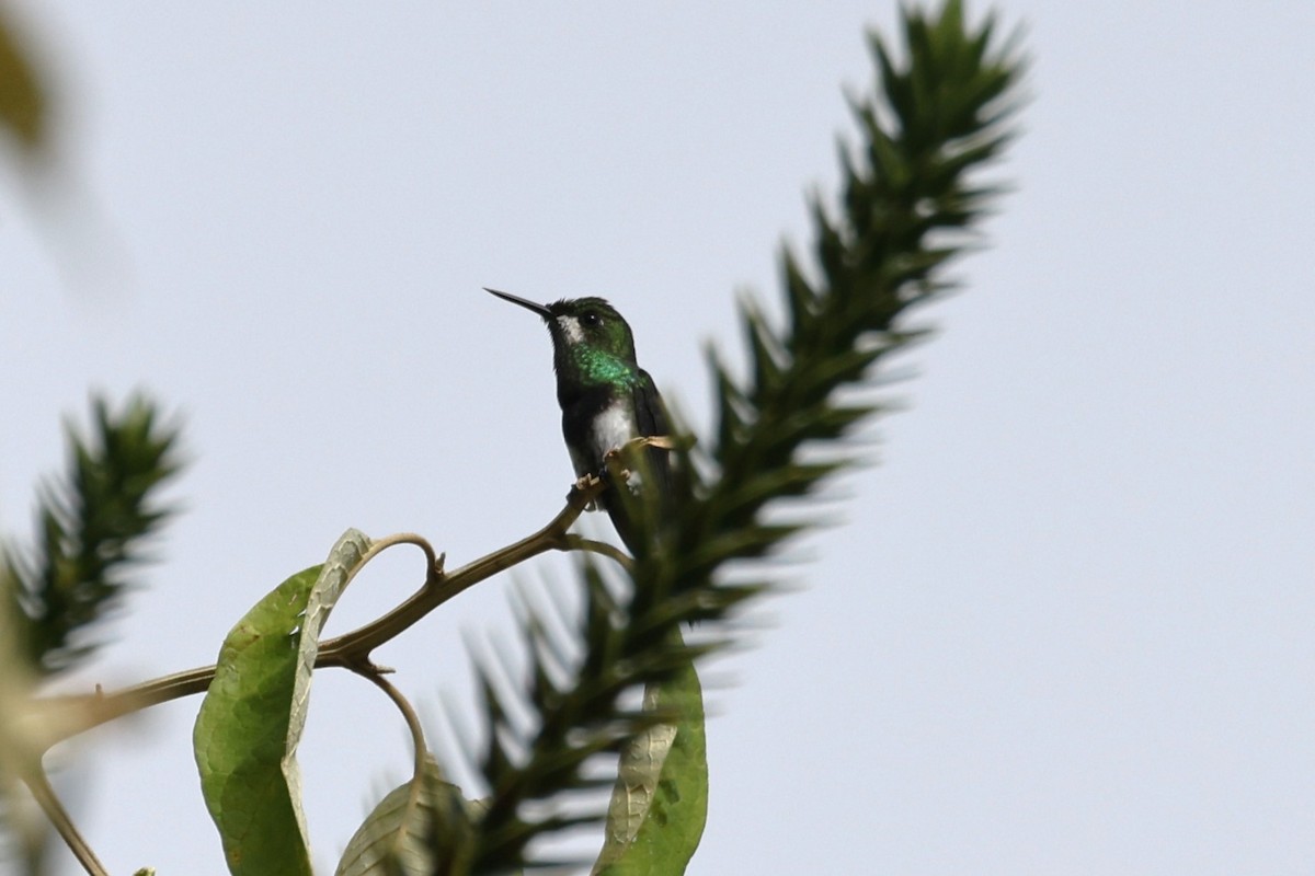 Black-bellied Thorntail - ML614140952