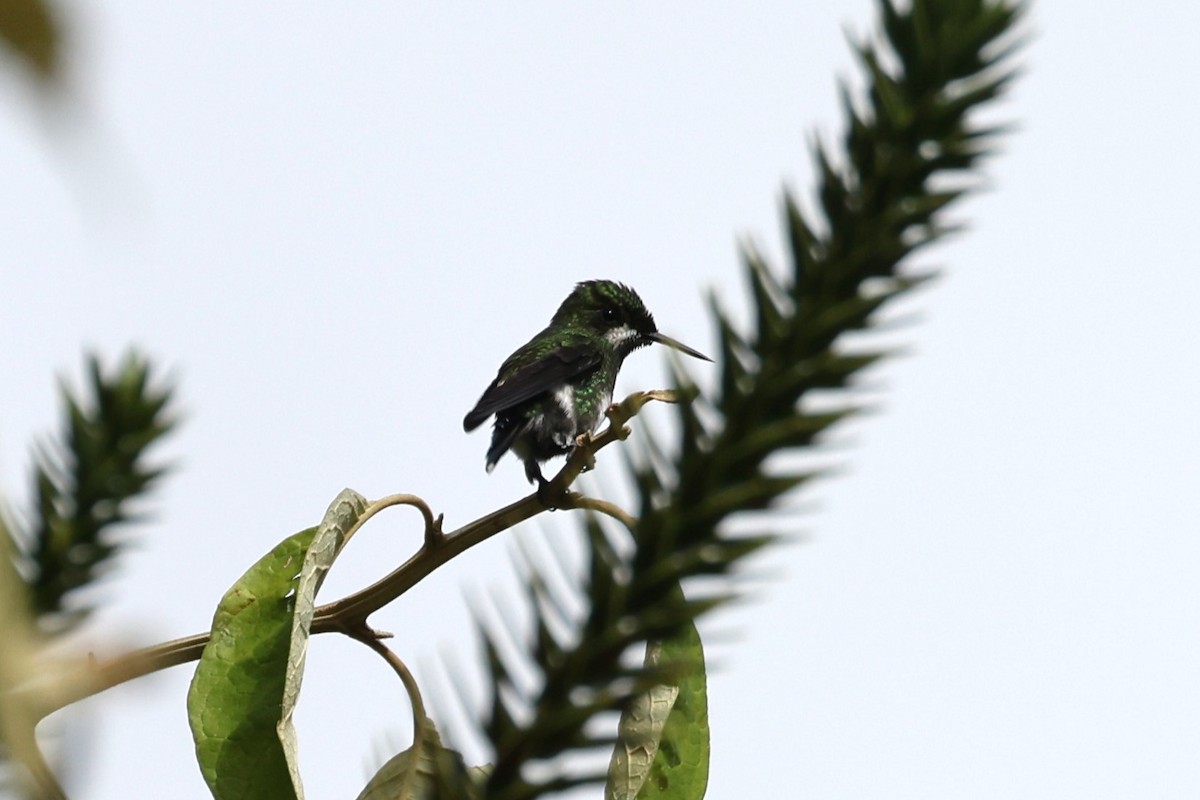 Black-bellied Thorntail - ML614140958