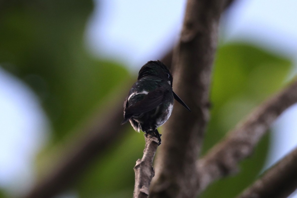 Black-bellied Thorntail - ML614141147