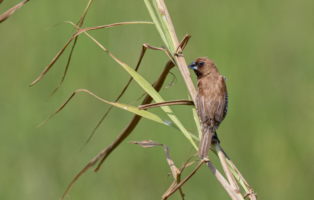 Scaly-breasted Munia (Scaled) - Forest Botial-Jarvis