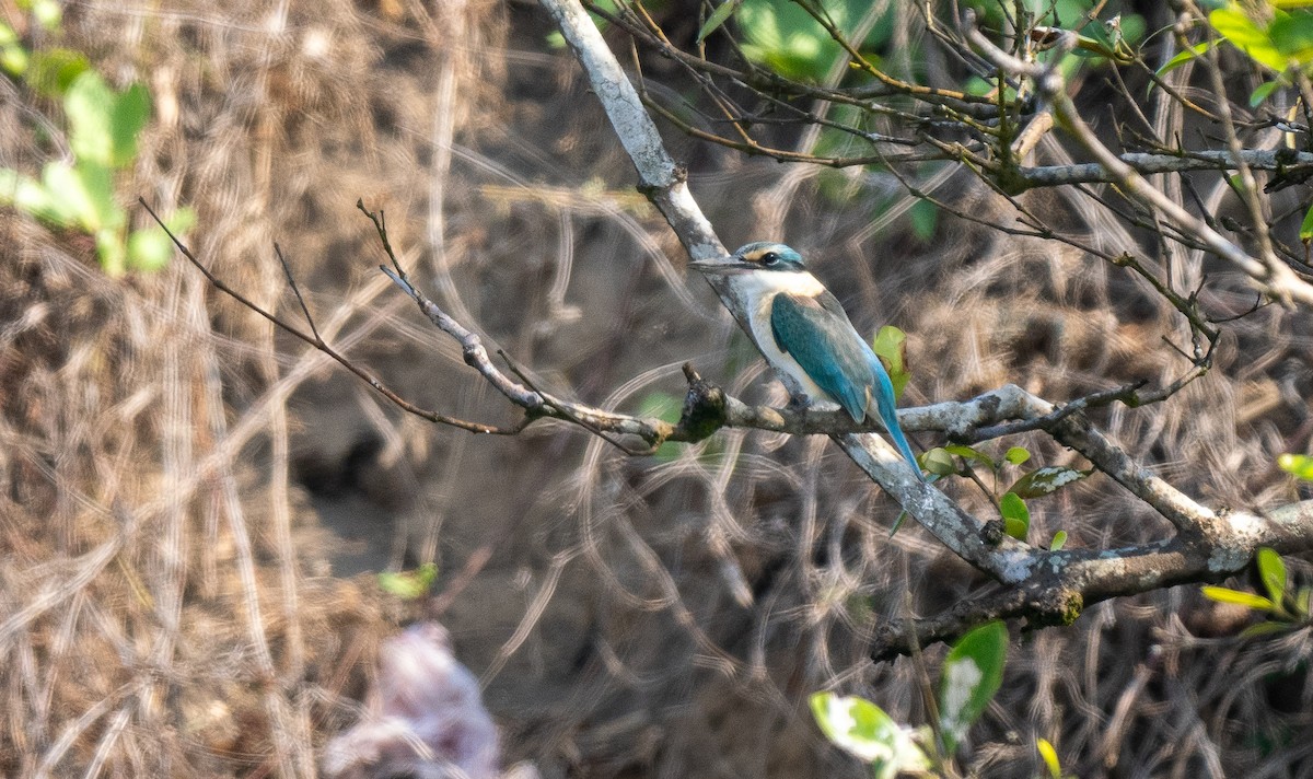 Sacred Kingfisher (Australasian) - Forest Botial-Jarvis