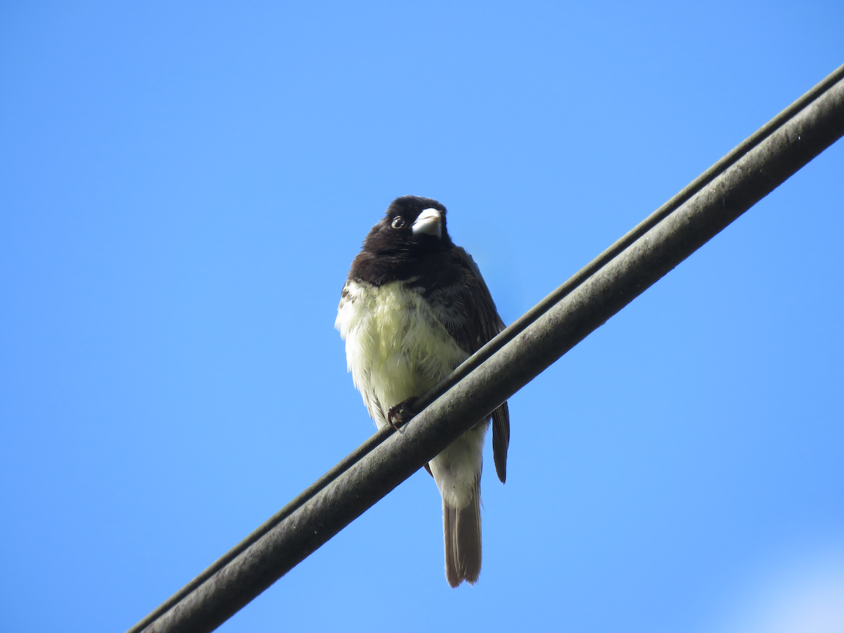 Yellow-bellied Seedeater - ML614141365