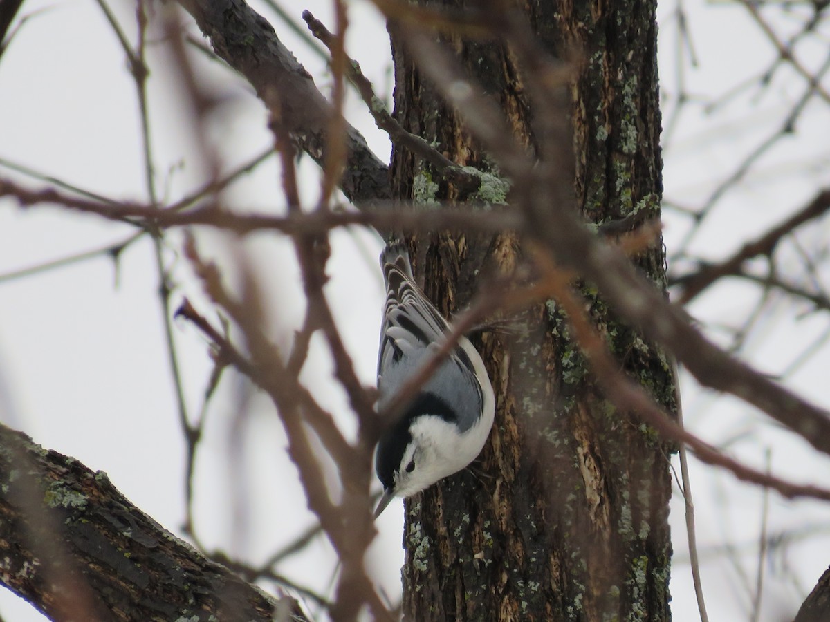 White-breasted Nuthatch - ML614141381