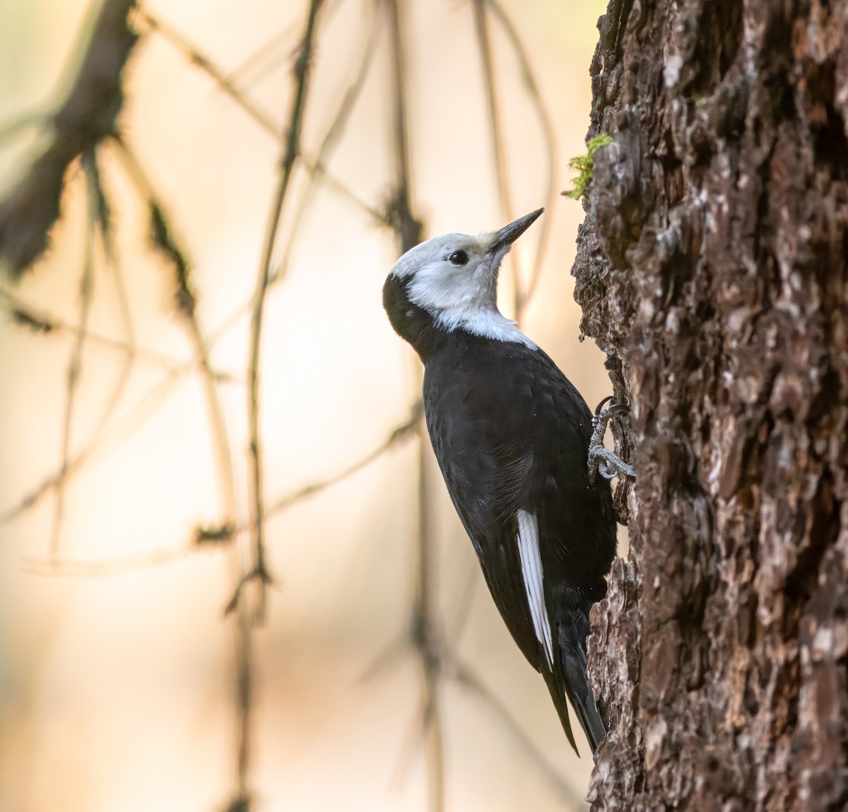 White-headed Woodpecker - David Brock