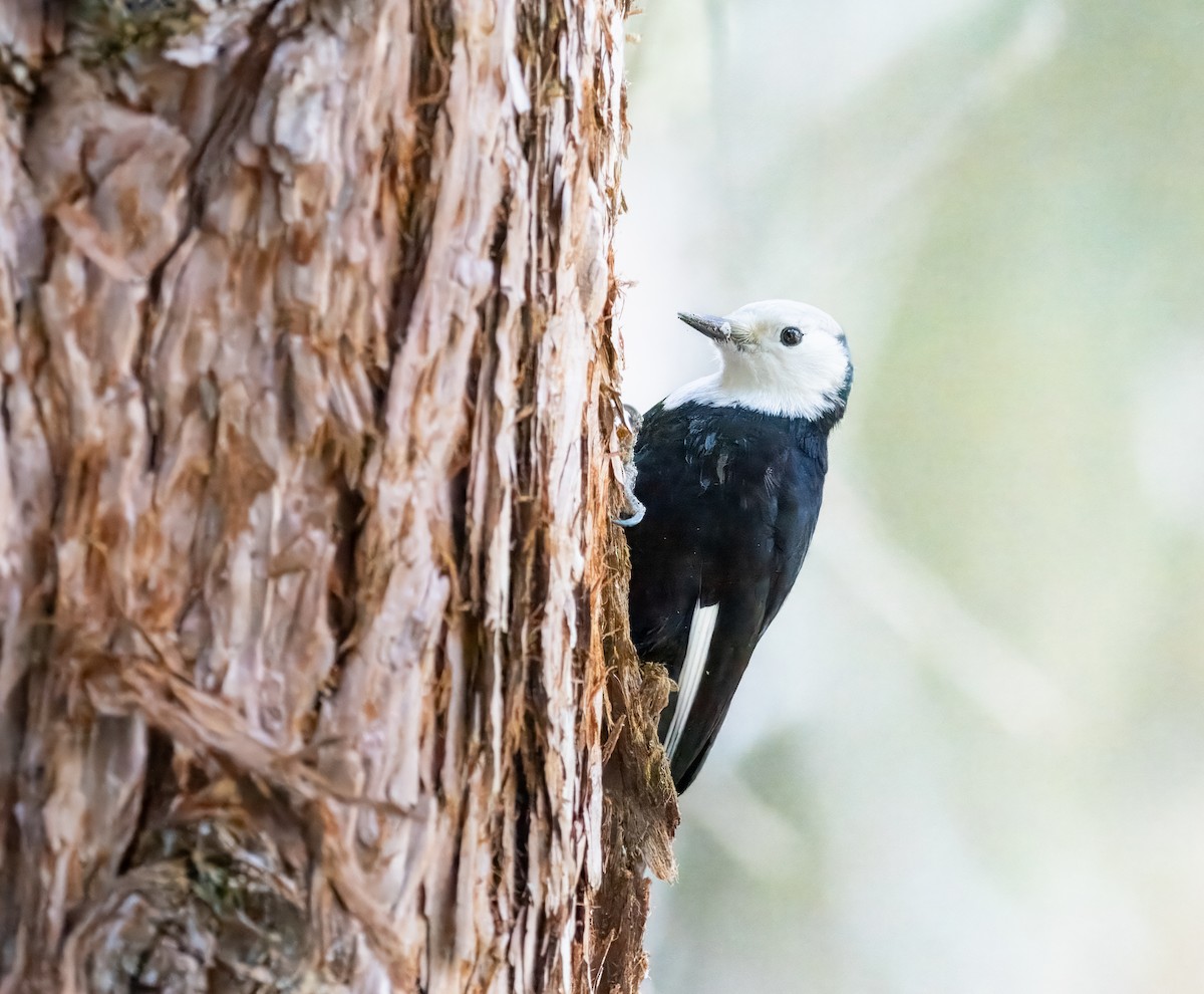 White-headed Woodpecker - ML614141848