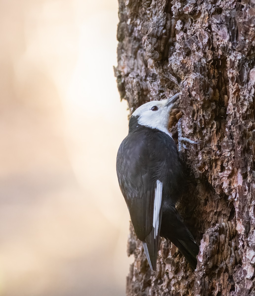 White-headed Woodpecker - ML614141850