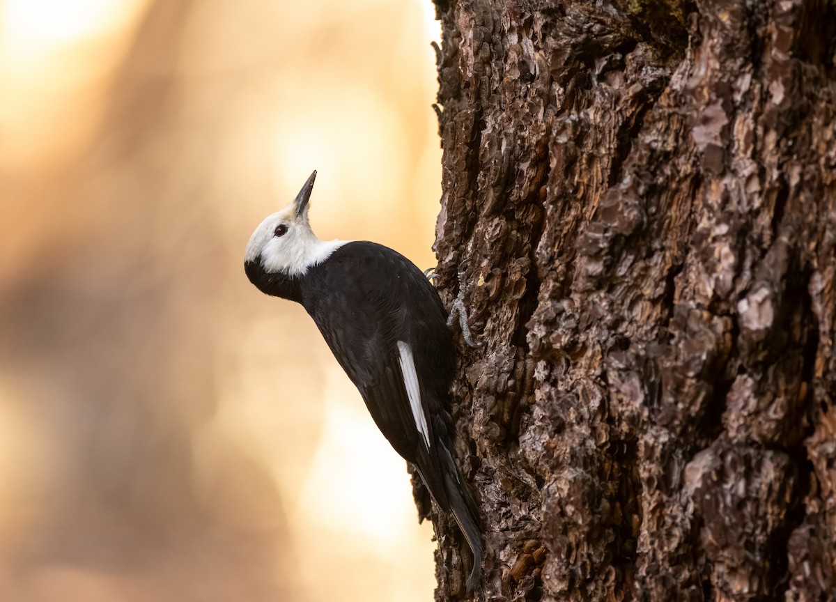 White-headed Woodpecker - ML614141873
