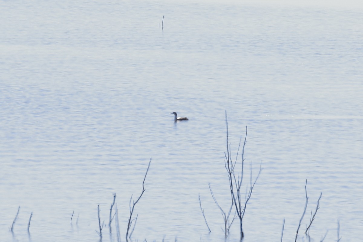 Red-throated Loon - ML614142012