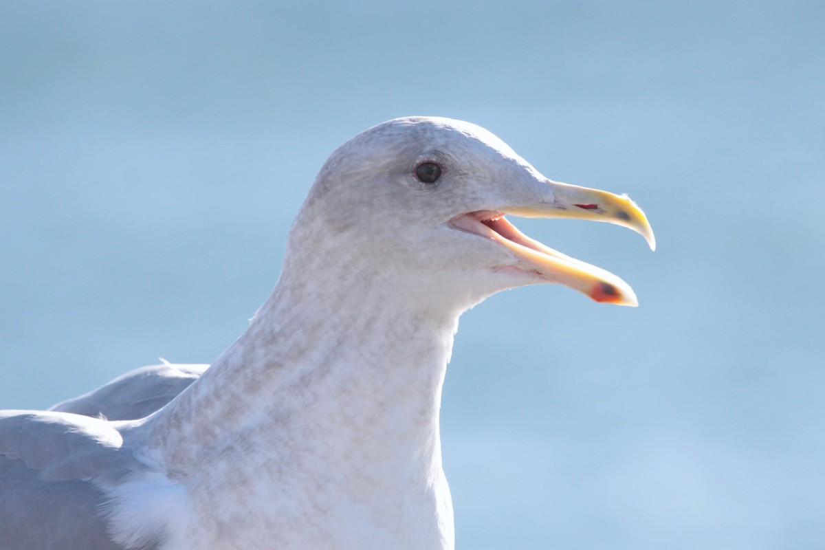 Glaucous-winged Gull - NANASE NISHINO
