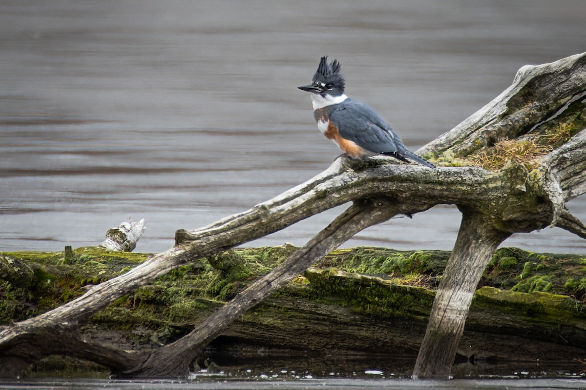 Belted Kingfisher - ML614142321