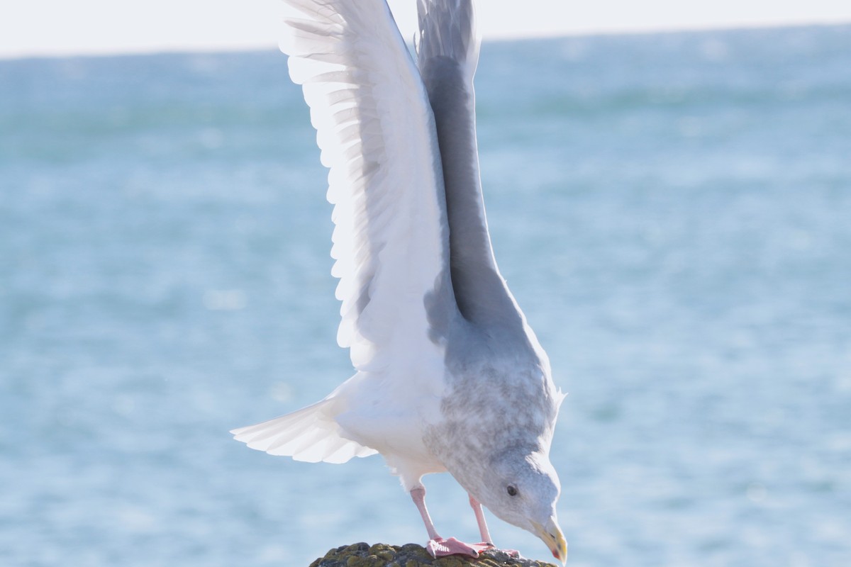 Glaucous-winged Gull - NANASE NISHINO
