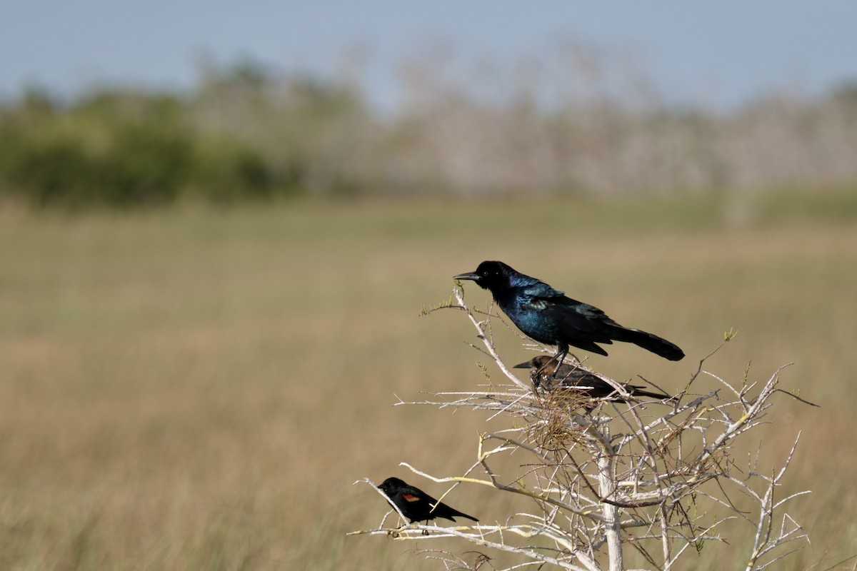 Boat-tailed Grackle - ML614142957