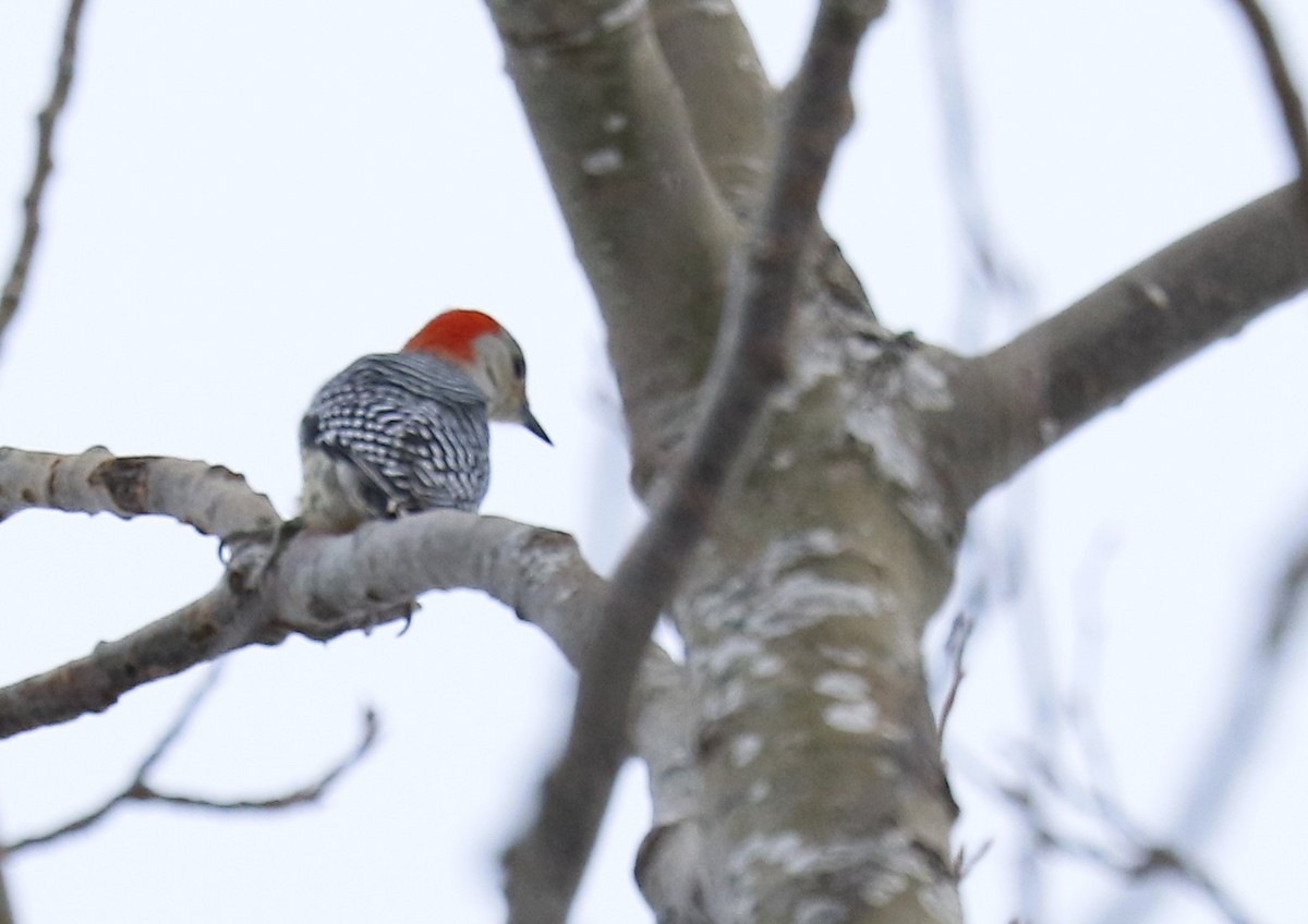 Red-bellied Woodpecker - ML614143132