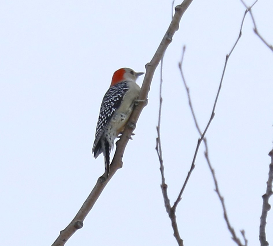 Red-bellied Woodpecker - ML614143135