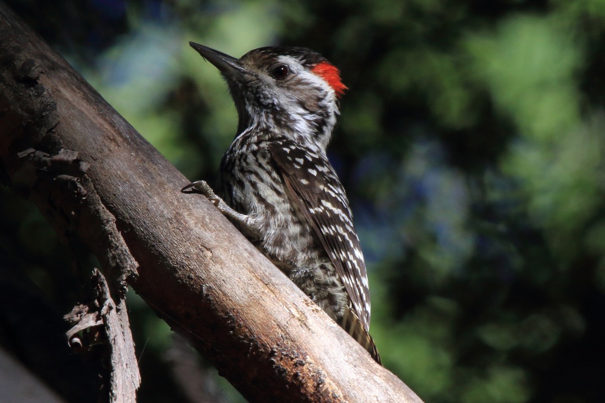 Striped Woodpecker - ML614143449