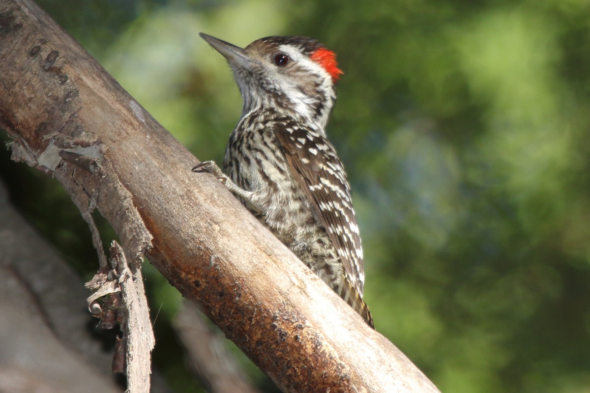 Striped Woodpecker - ML614143451