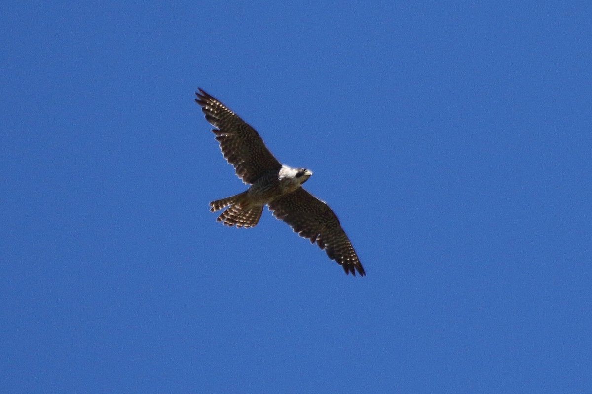 Peregrine Falcon (South American) - ML614143455