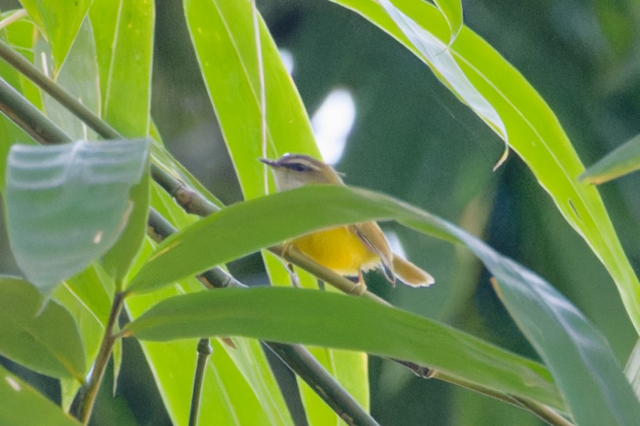 Yellow-bellied Warbler - ML614143634