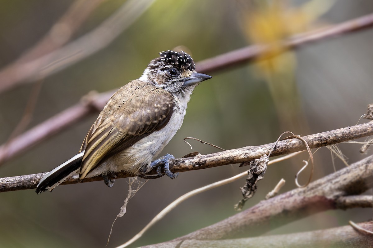White-bellied Piculet - ML614143679