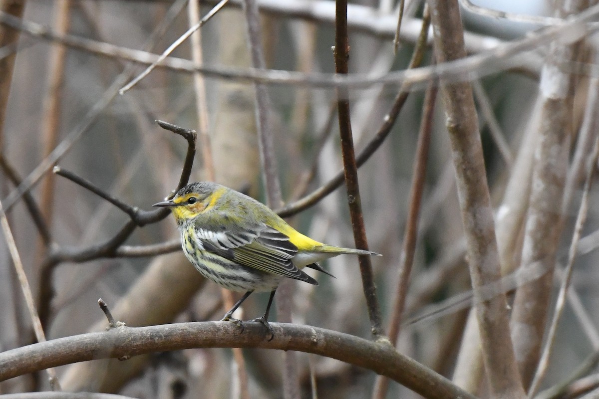Cape May Warbler - ML614143823