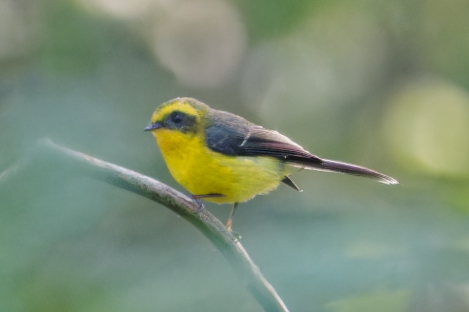 Yellow-bellied Fairy-Fantail - ML614144034