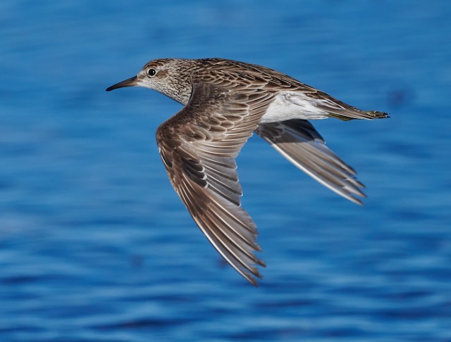 Sharp-tailed Sandpiper undergoing Second Prebasic Molt. - Sharp-tailed Sandpiper - 