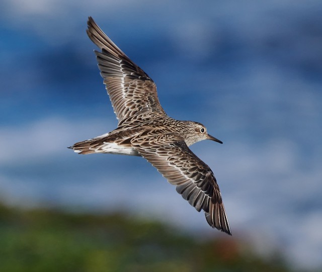 Sharp-tailed Sandpiper undergoing Definitive Prebasic Molt. - Sharp-tailed Sandpiper - 