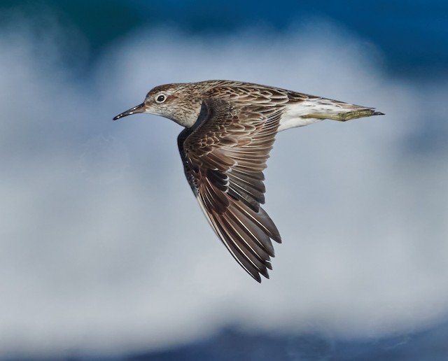 Adult Sharp-tailed Sandpiper. - Sharp-tailed Sandpiper - 