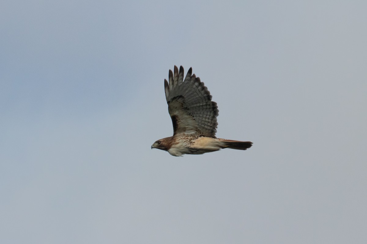 Red-tailed Hawk - ML614144471