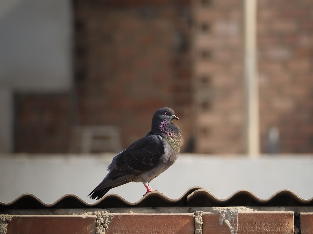 Rock Pigeon (Feral Pigeon) - Ariel Florentino