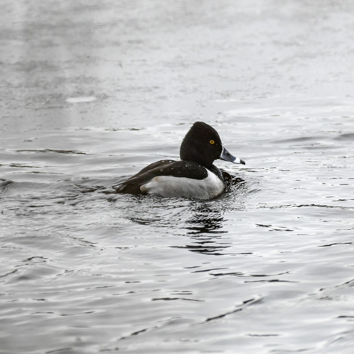 Ring-necked Duck - ML614144718