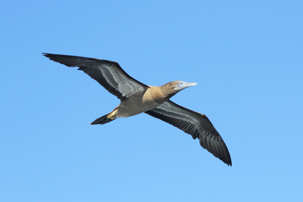 Brown Booby - ML614144901