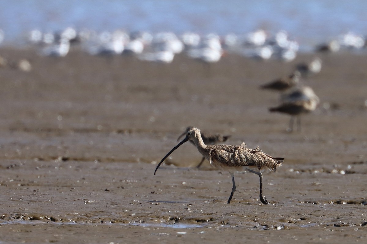 Long-billed Curlew - ML614145310