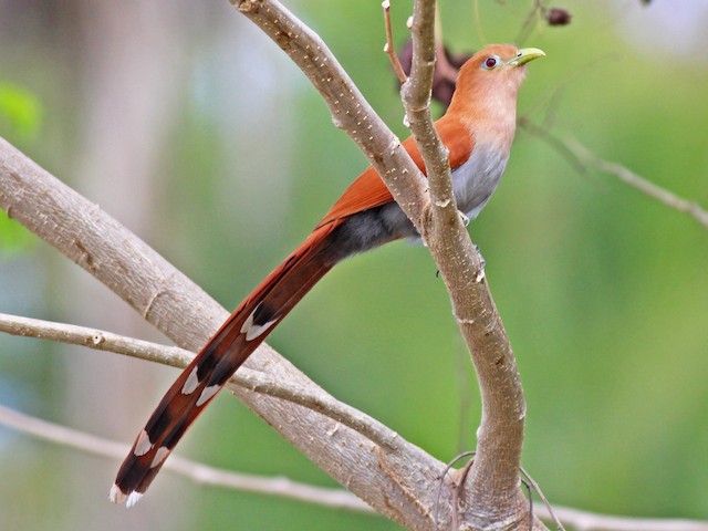 Adult (West Mexico) - Squirrel Cuckoo (West Mexico) - 