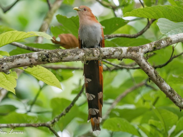 Adult (nigricrissa) - Squirrel Cuckoo (nigricrissa) - 