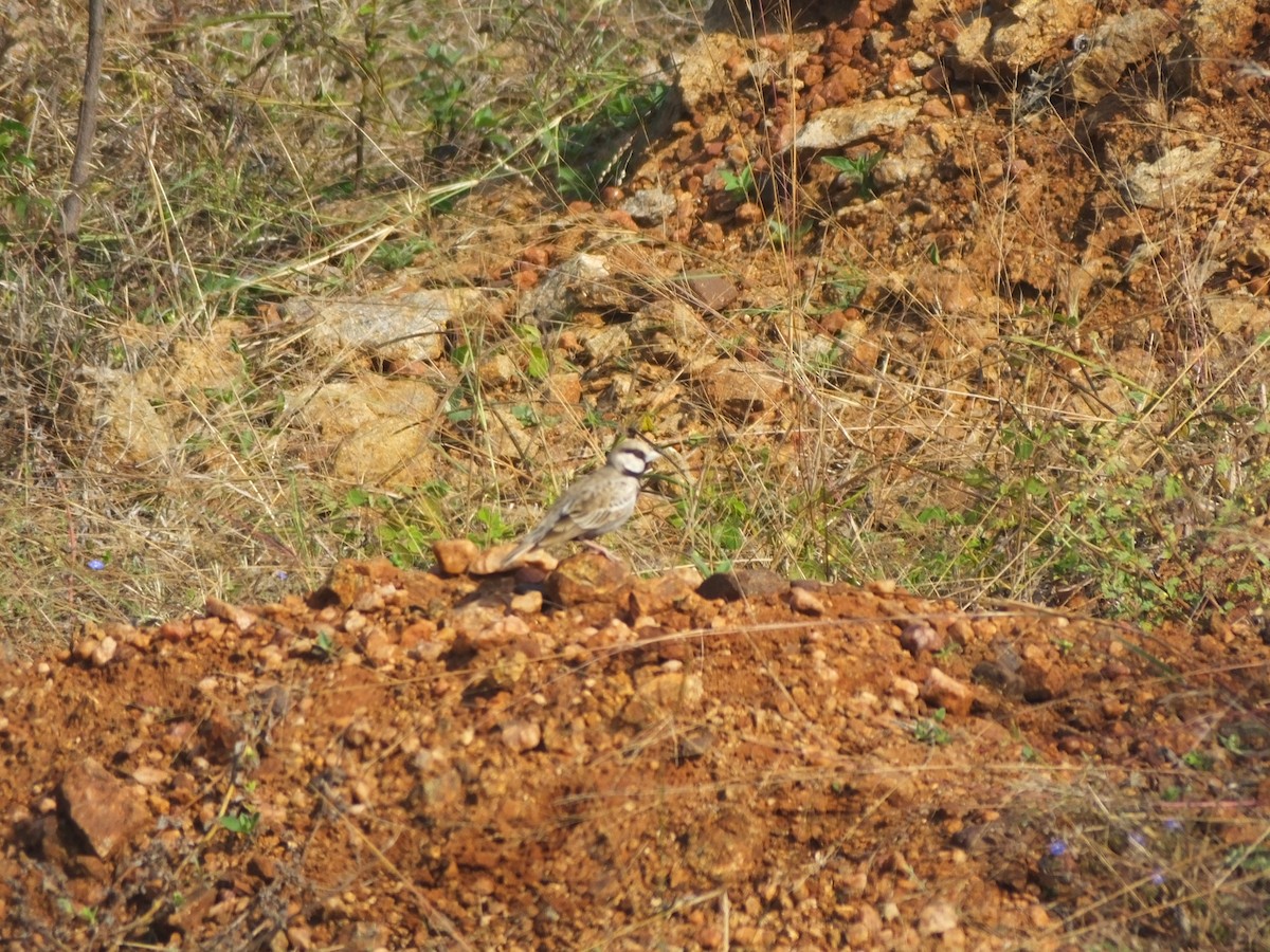 Ashy-crowned Sparrow-Lark - Uma Shunmuganathan