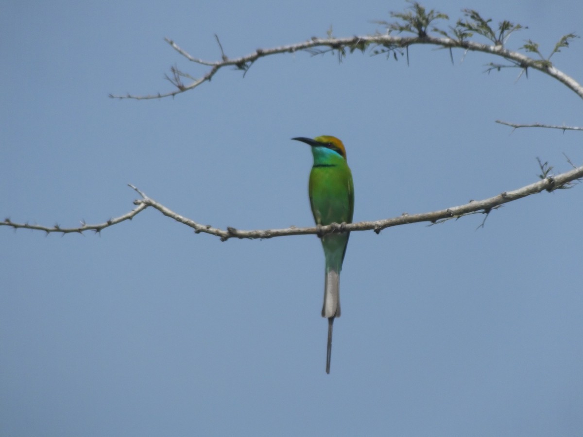 Asian Green Bee-eater - Uma Shunmuganathan