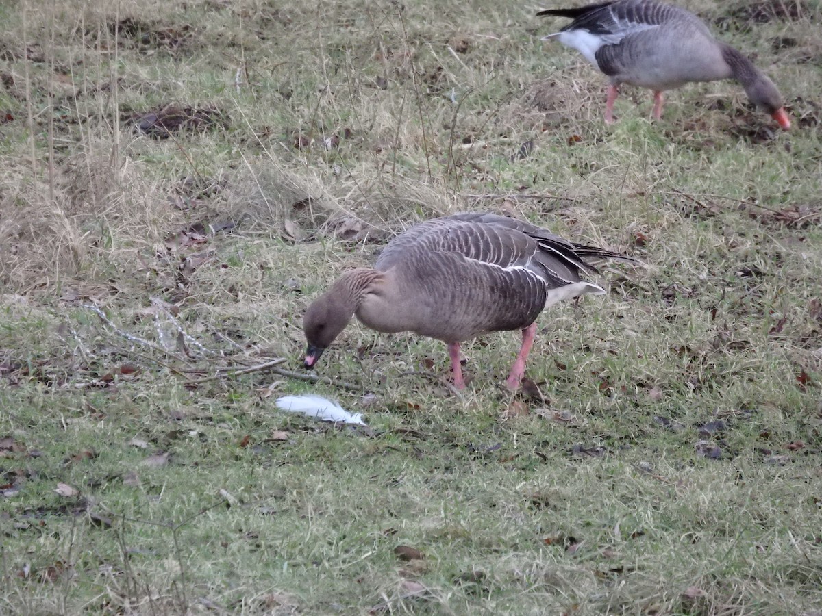 Pink-footed Goose - ML614145916