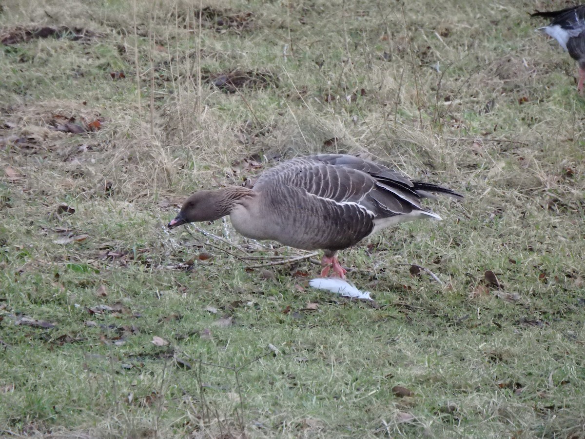 Pink-footed Goose - ML614145917