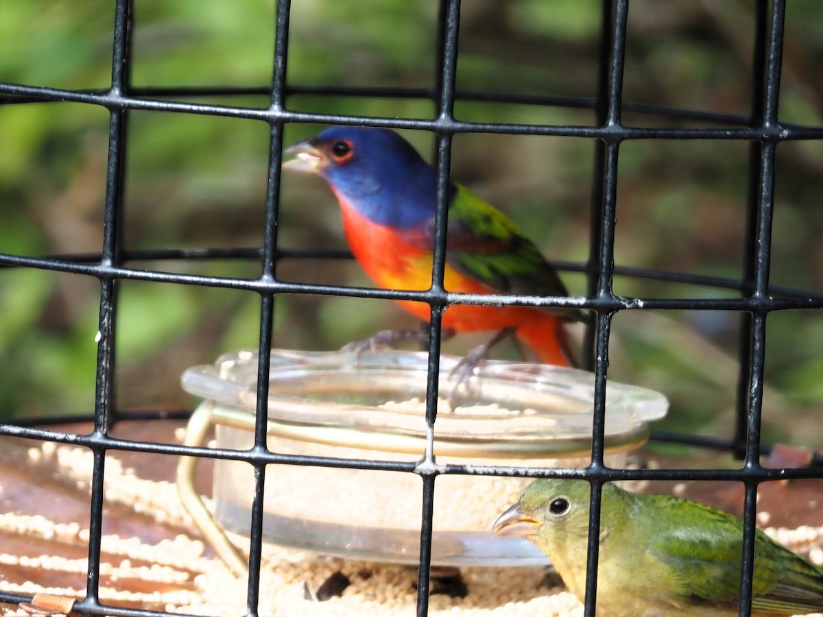 Painted Bunting - ML614146087