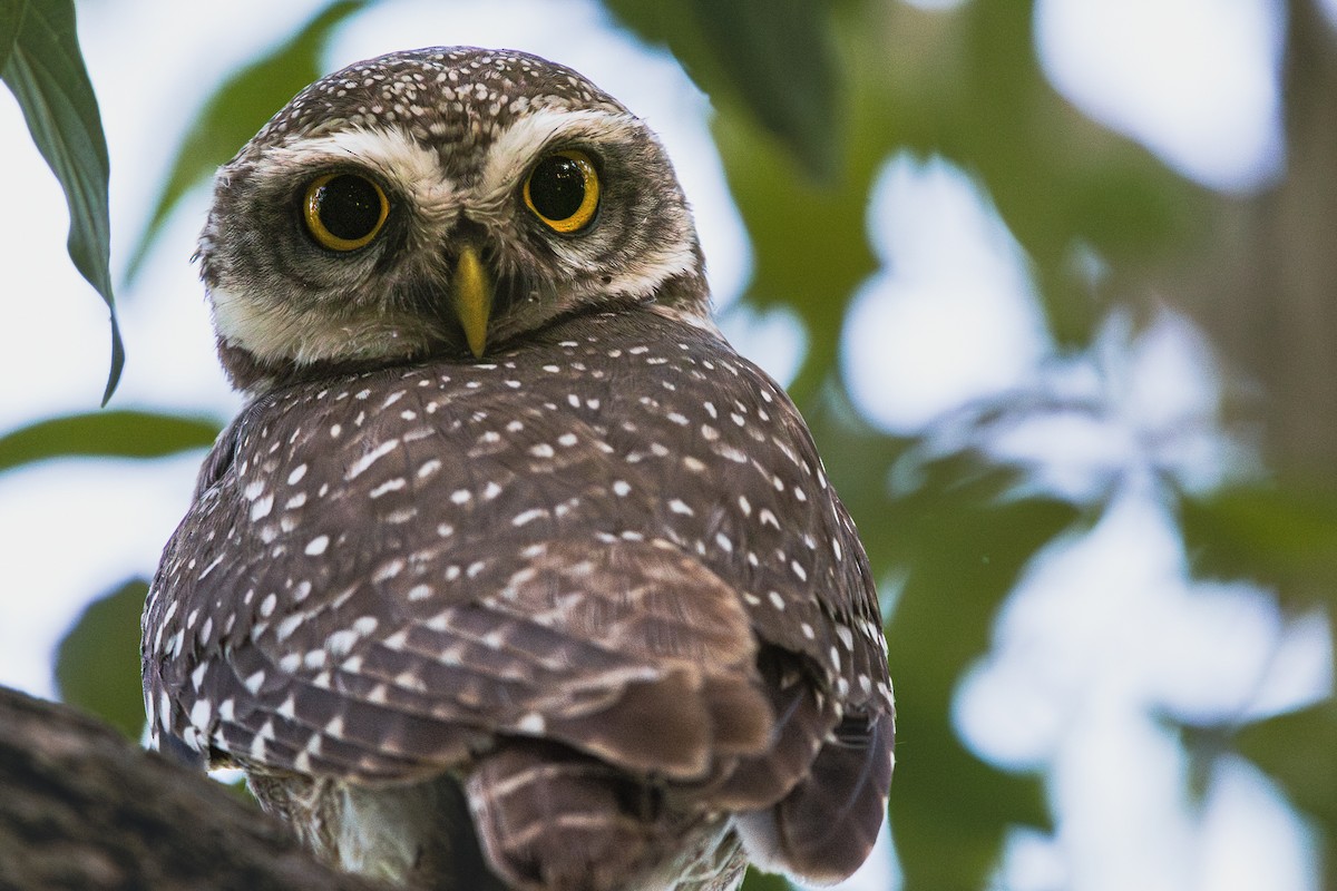 Spotted Owlet - ML614146520