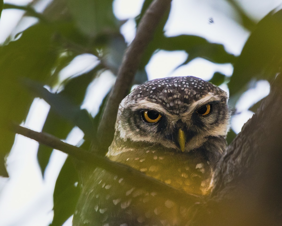 Spotted Owlet - ML614146521