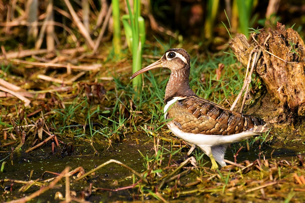 Greater Painted-Snipe - ML614146586