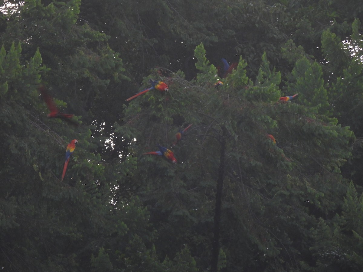 Scarlet Macaw - ML614146643