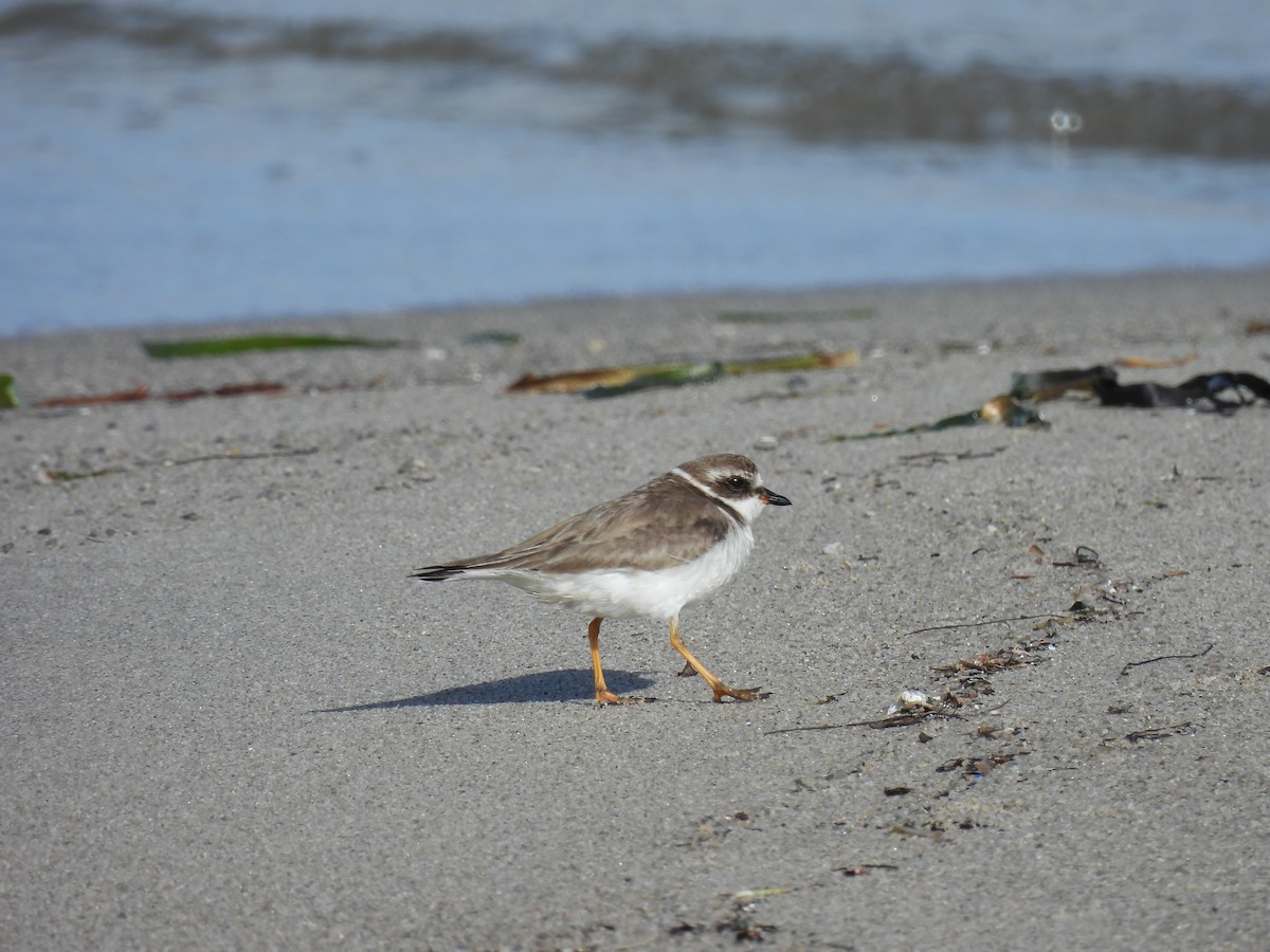Semipalmated Plover - ML614146716