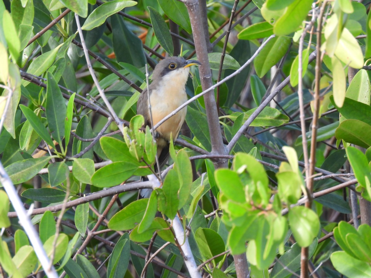 Mangrove Cuckoo - ML614146791